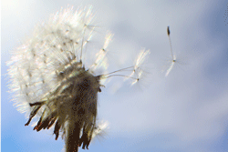 Dandelion clock some seeds blowing away